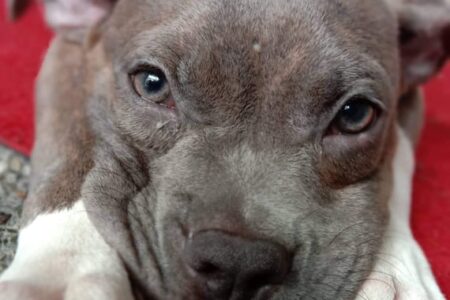 American Bully