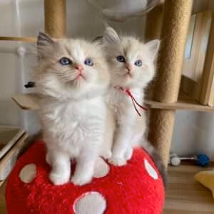 Ragdoll Kitten