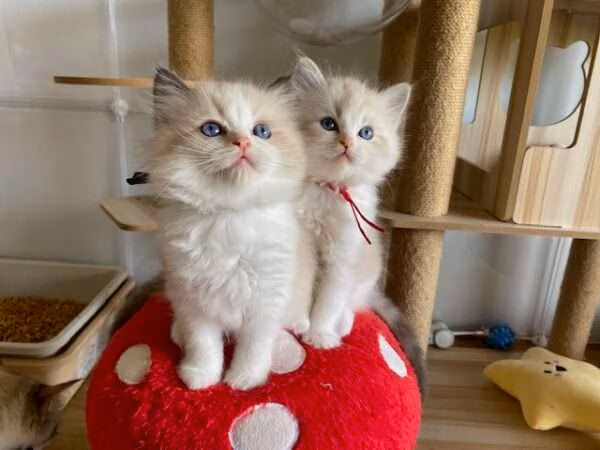 Ragdoll Kitten