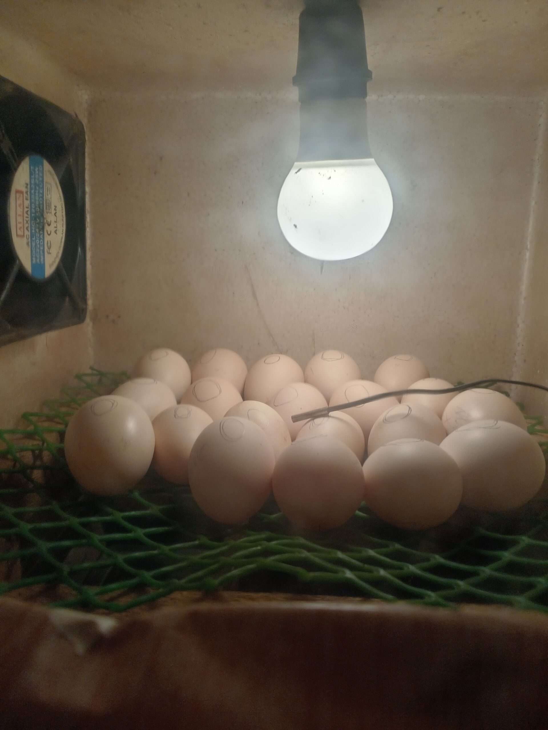DIY INCUBATOR (SEMI AUTOMATIC)