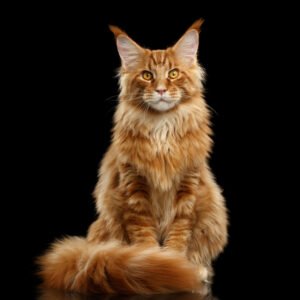 Ginger Maine coon