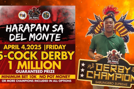 Solo Champion!!! Sayang ang manok!!!!