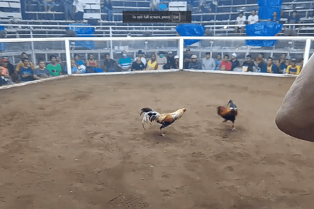 5 cock derby @ Rudy cockpit Arena