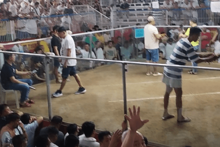 quality fight