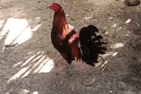 Ganador