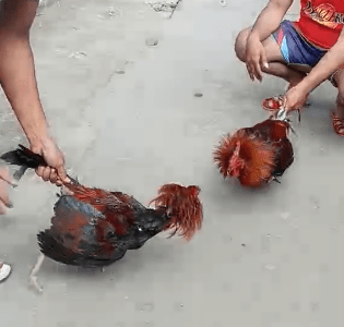 Pang panimula …