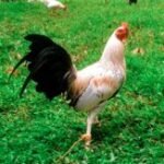 Profile picture of Rja gamefarm