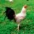 Profile picture of Rja gamefarm