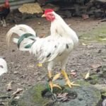 Profile picture of Bertmaestre2747