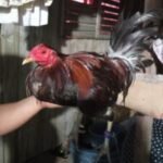 Profile picture of Jodel Marata