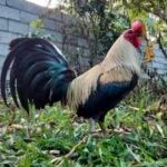 Profile picture of Arnel G.