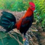 Profile picture of Alberto B Mirabeles Jr