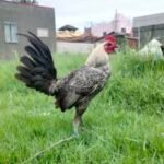 Profile picture of Jay Vincent Uy