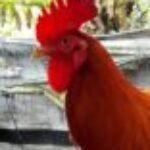 Profile picture of lolopok