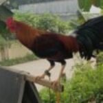 Profile picture of Edgar africa