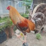 Profile picture of tusinokieferluis