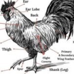 Profile picture of DANLEY TAMBA