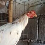 Profile picture of Weshly 03