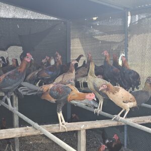 Pullet