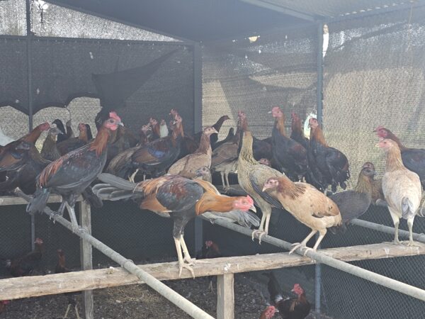 Pullet