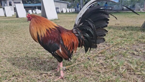 Stag + Pullet Straight Breed - Image 3