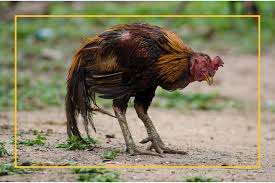 How to Take Care of your Rooster