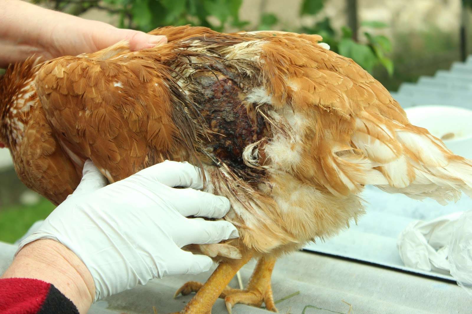 Post Battle Care: How to Treat Wounded Gamefowls