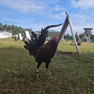 Straight Breed Stag